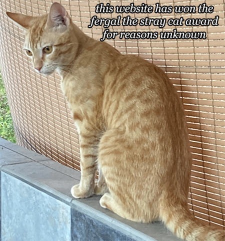 orange cat captioned this website has won the fergal the stray cat award for reasons unknown