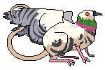 white pigeon rat hybrid
